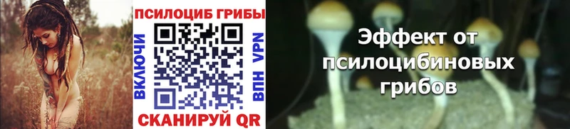 kraken ссылки  Кингисепп  Псилоцибиновые грибы Psilocybine cubensis 